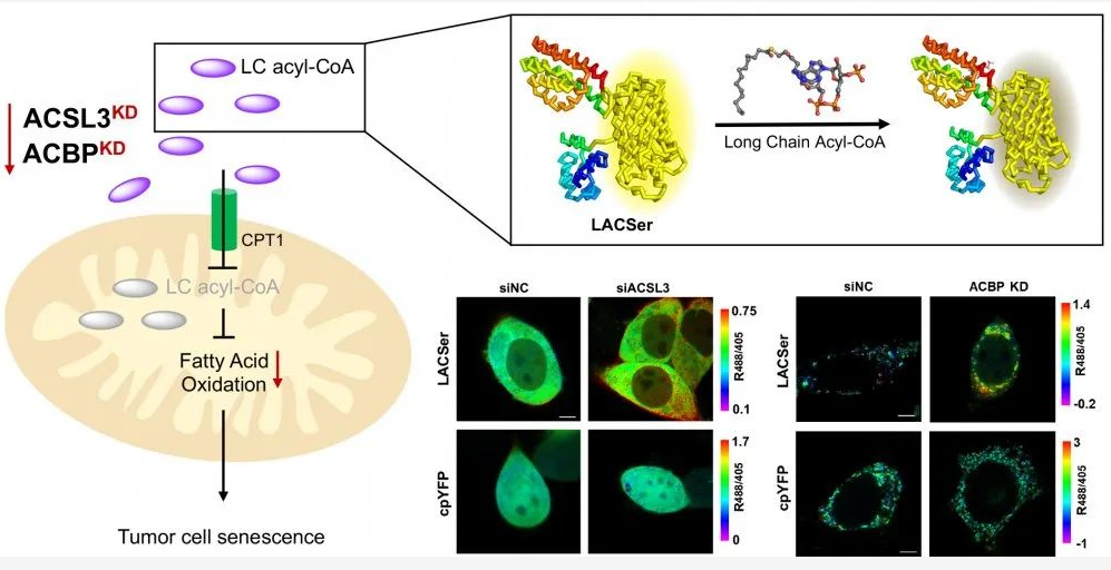 亚游集团·ag8(中国)官网-只為非同凡享