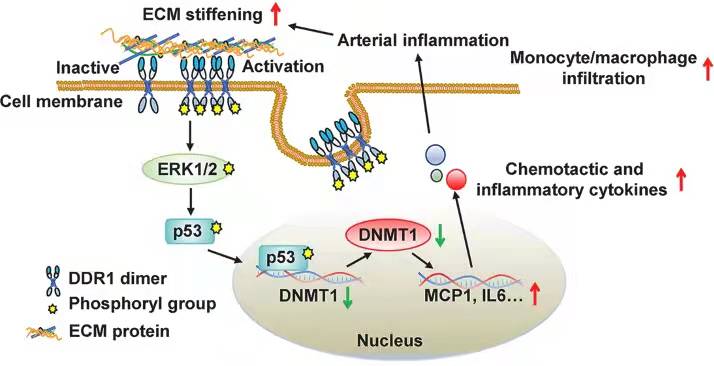 亚游集团·ag8(中国)官网-只為非同凡享