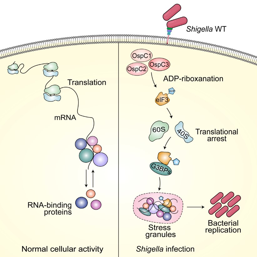 亚游集团·ag8(中国)官网-只為非同凡享