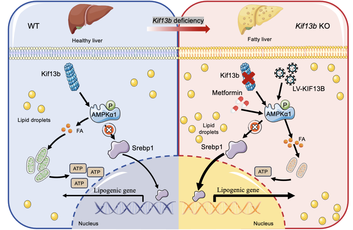 亚游集团·ag8(中国)官网-只為非同凡享