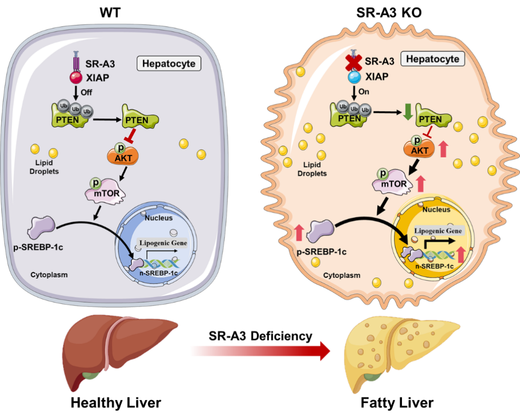 亚游集团·ag8(中国)官网-只為非同凡享